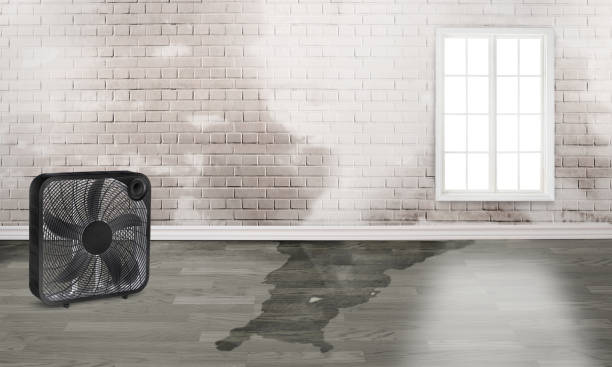 Best Water damage contractors near me  in Mineral Point, WI